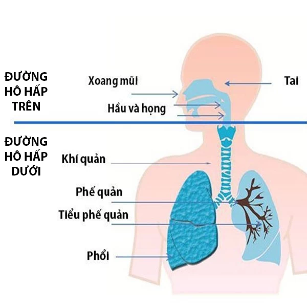 Máy xông mũi họng Beurer IH18